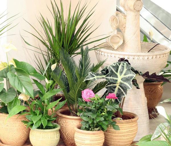 عکس ایده برای گل و گیاه