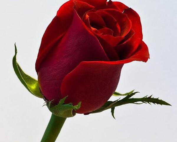 عکس گل رز نرگس