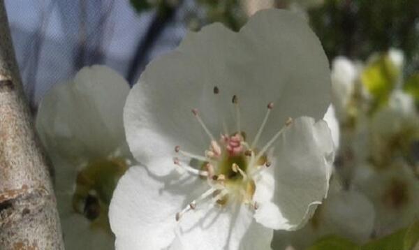 عکس شکوفه گلابی