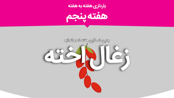 عکس لکه بینی در هفته پنجم بارداری
