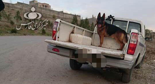 عکس سگ ژرمن ترسناک