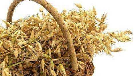 عکس دانه جو دوسر