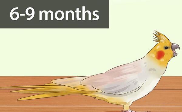 عکس عروس لوتینو