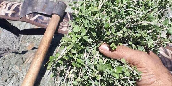 عکس بوته اویشن کوهی