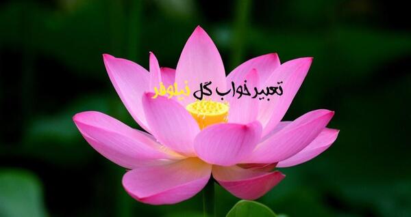 عکس نوشته های گل نیلوفر