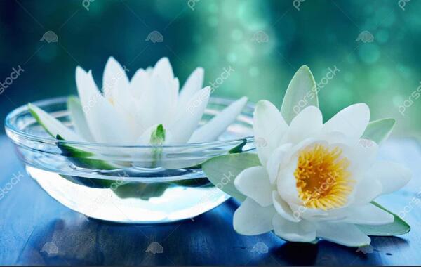 عکس نوشته های گل نیلوفر