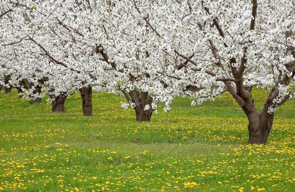 عکس نوشته طبیعت بهاری برای پروفایل