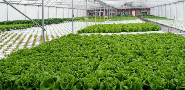 عکس ایده هایی برای ساخت محیط گلخانه ای