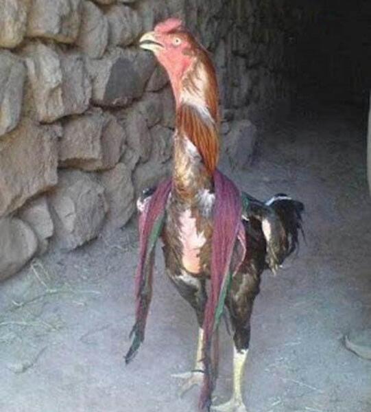 عکس لاتی طنز