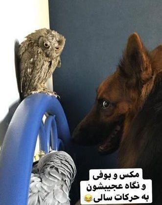 عکس حیوانات نفیسه روشن