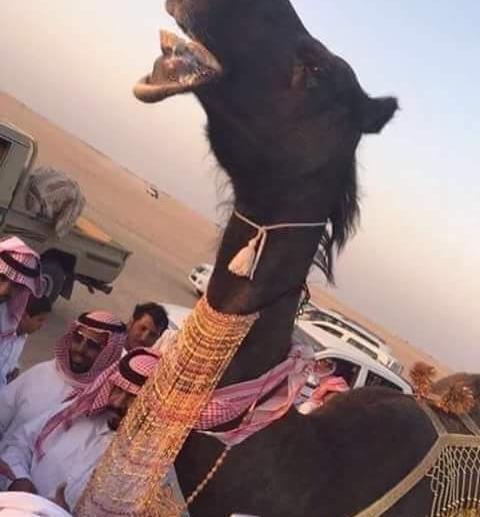 عکس شتر سیاه