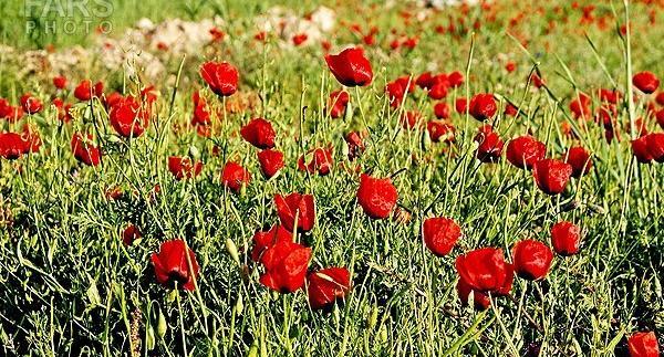 عکس از طبیعت خراسان شمالی