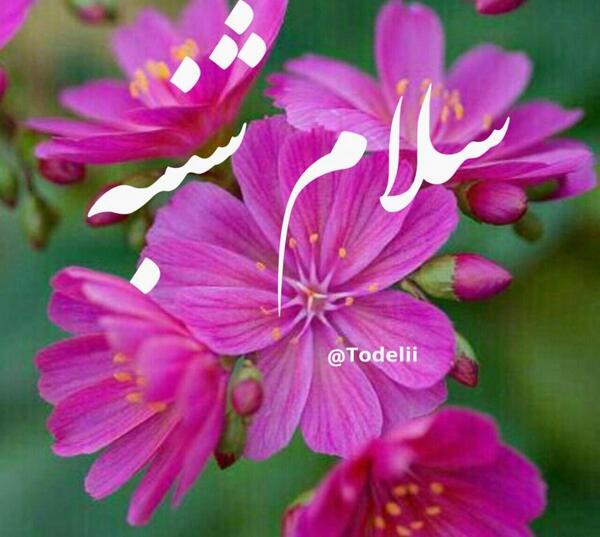 عکس نوشته سرسبزترین بهار تقدیم تو باد