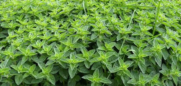 عکس سبزی آویشن