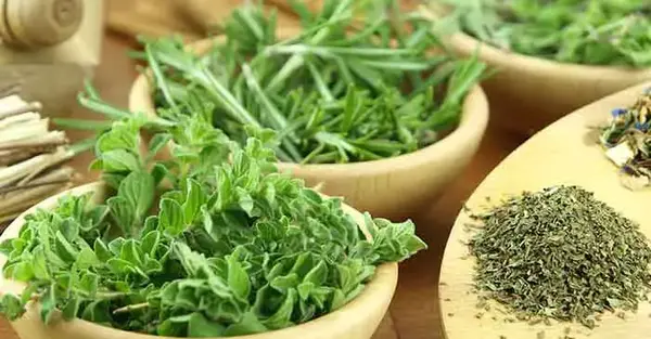 عکس سبزی آویشن