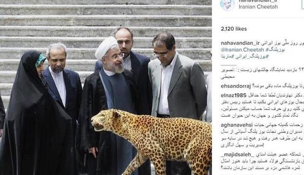 عکس یوز پلنگ و پلنگ