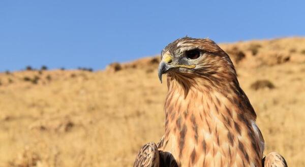 عکس شاهین لرستان