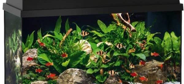 عکس ایده برای آکواریوم