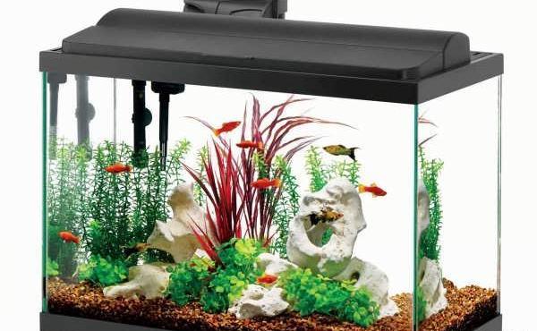 عکس ایده برای آکواریوم