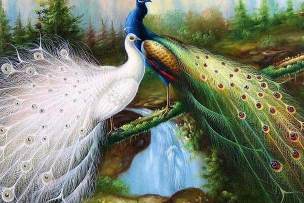 عکس طاووس خوش رنگ