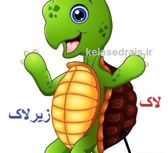 عکس لاک پشت تخمگذار