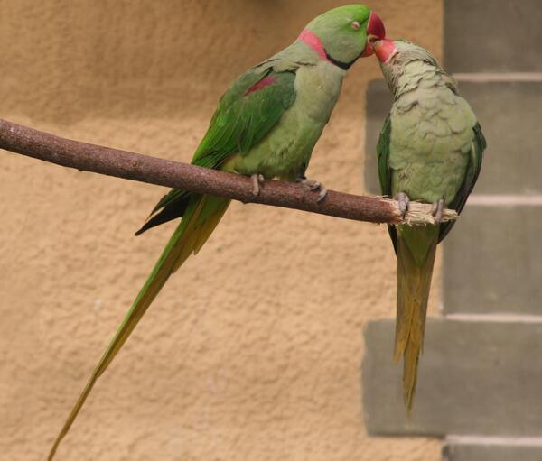 عکس طوطی لانه