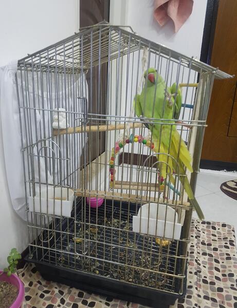 عکس طوطی لانه