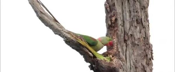عکس طوطی لانه