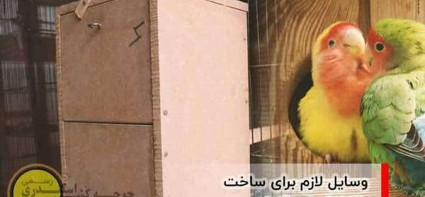 عکس طوطی لانه