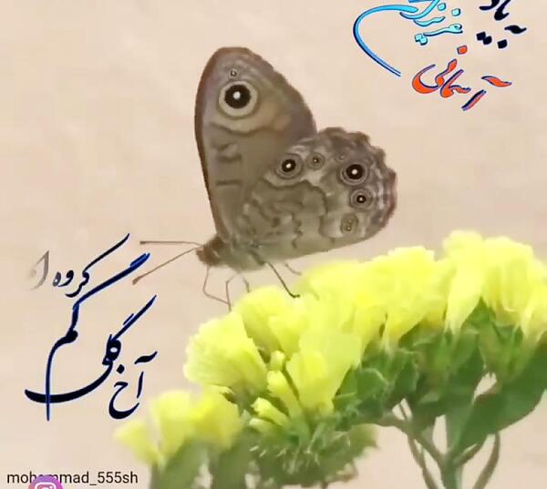 عکس نوشته گلی گم کرده ام میجویم اورا