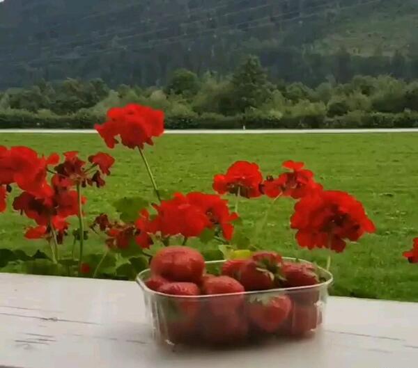 عکس صبح بخیر تابستانی