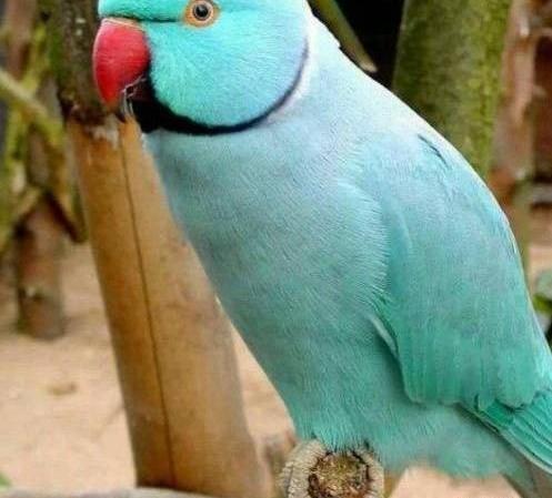 عکس طوطی زشت