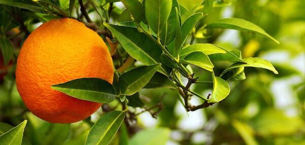 عکس شکوفه پرتقال
