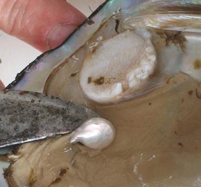 عکس صدف مروارید