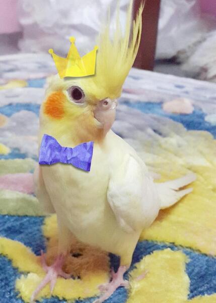 عکس عروس پاریس