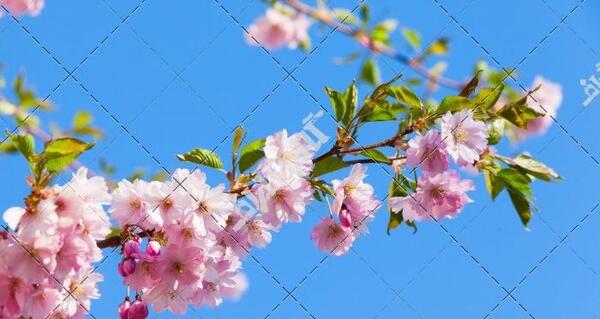 عکس شکوفه آبی