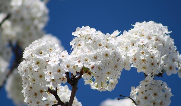 عکس شکوفه آبی
