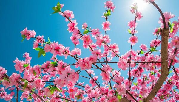 عکس شکوفه آبی