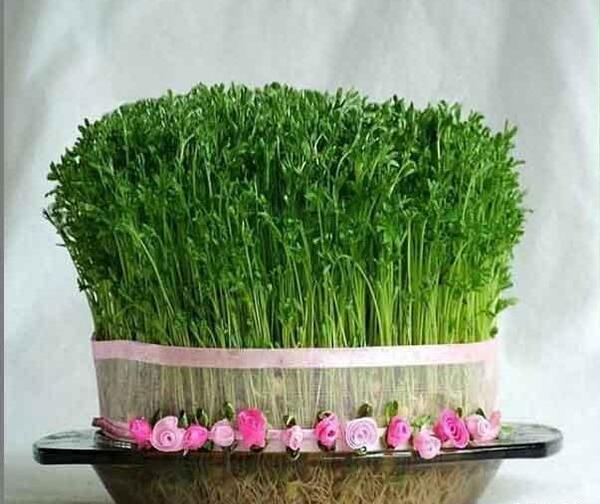 عکس سبزه عید کودکانه