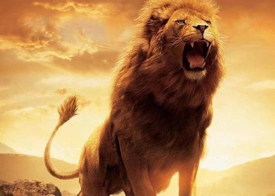 عکس شیر نر برای پروفایل