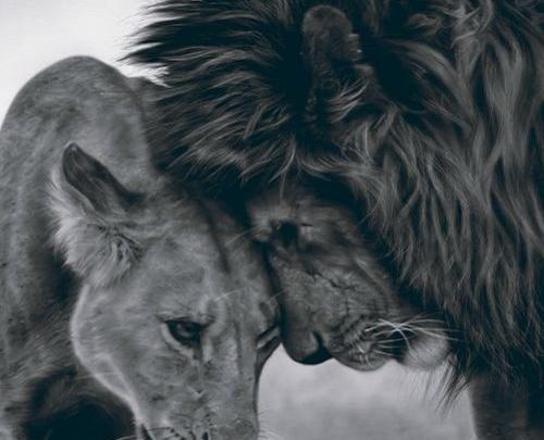 عکس شیر نر برای پروفایل