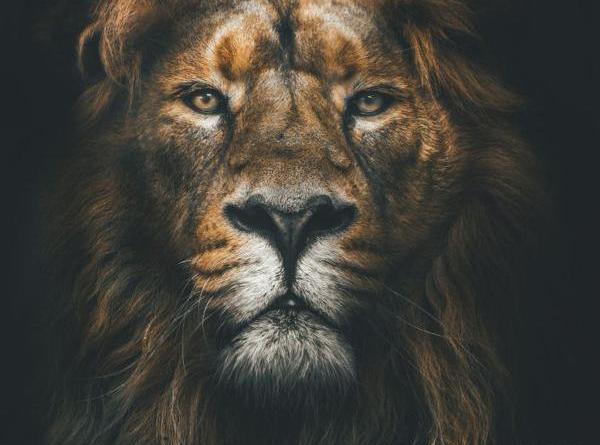 عکس شیر نر برای پروفایل