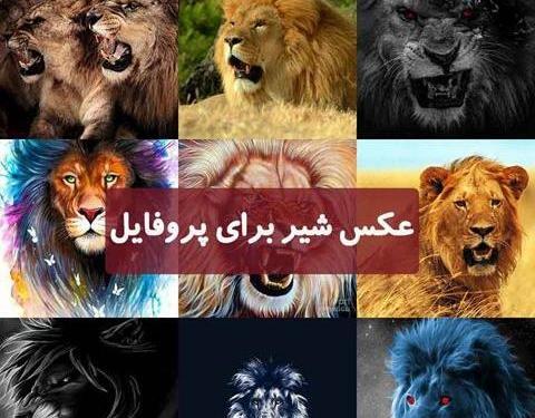 عکس شیر نر برای پروفایل