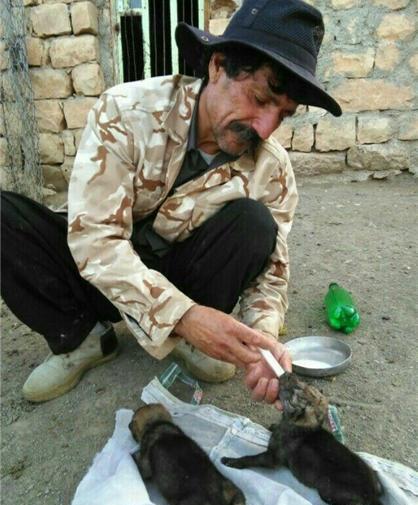 عکس گرگ لرستان
