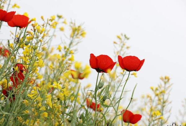 عکس گل شقایق با نوشته