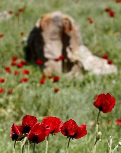 عکس گل شقایق با نوشته