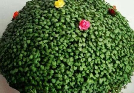 عکس سبزه با لپه