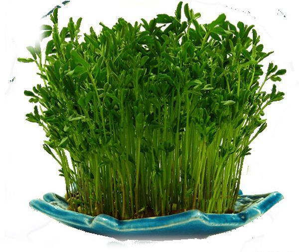 عکس سبزه با لپه