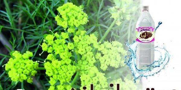عکس گیاه رازیانه برای زنان