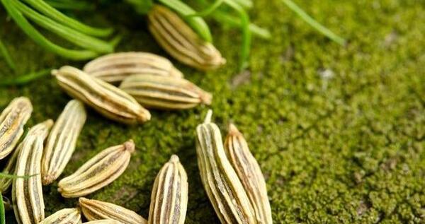 عکس گیاه رازیانه برای زنان